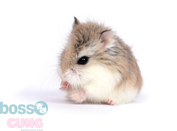 Cách chăm sóc hamster Robo khoẻ mạnh