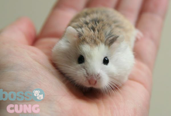 Hamster Robo thích sống theo bầy đàn