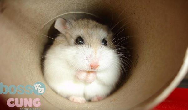 Các bệnh thường gặp của hamster Robo