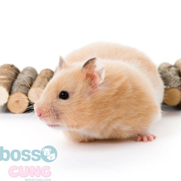 Thông tin tổng quan về hamster bear