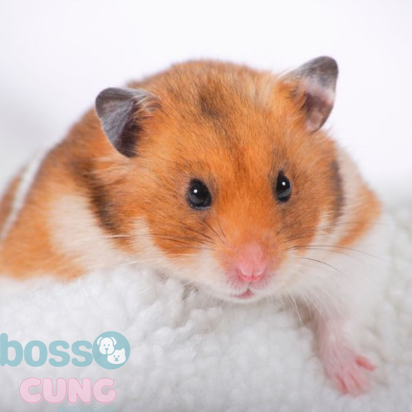 Hamster bear sở hữu màu lông vàng nhạt đáng yêu