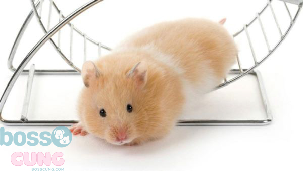Cách nuôi hamster bear đúng chuẩn để chúng phát triển khỏe mạnh