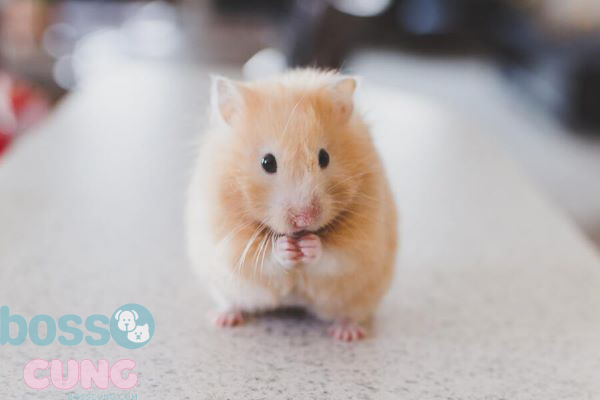 Cách phòng ngừa bệnh cho chuột hamster Bear
