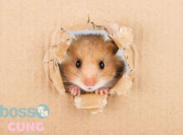 Nguyên nhân gây nên tình trạng đau mắt ở chuột hamster