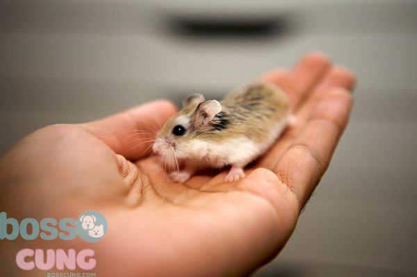 Cách điều trị bệnh đau mắt ở hamster
