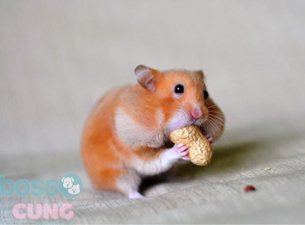 Biểu hiện khiến hamster bị tiêu chảy