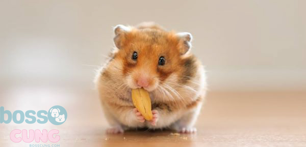 Hamster bị tiêu chảy cho ăn gì?