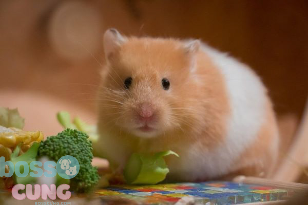 Hamster bị tiêu chảy có sao không?