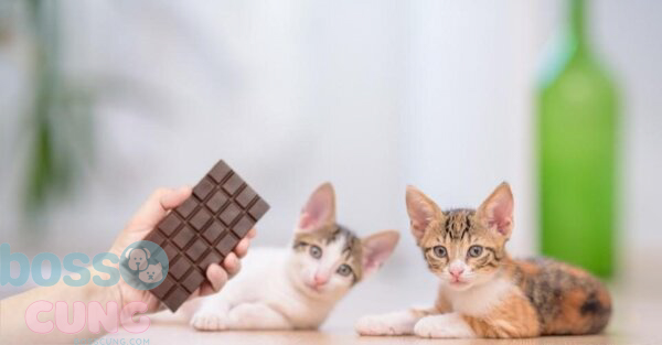 Mèo ăn phải socola có thể bị tử vong