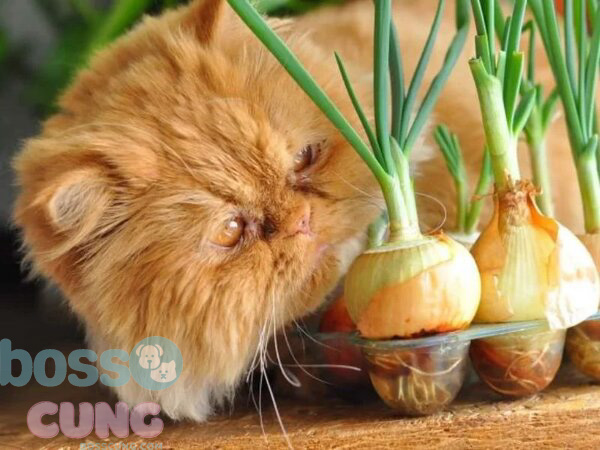 Hành tỏi có thể khiến mèo bị thiếu máu