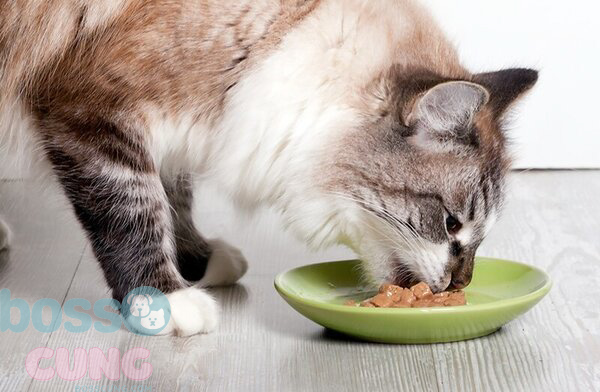 Cho mèo ăn vào các khoảng thời gian cố định
