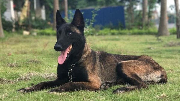 Chó Malinois là giống chó có nguồn gốc từ Bỉ