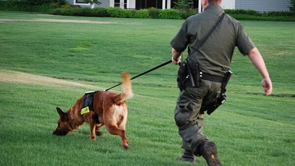 Chúng rất thông minh nên thường được sử dụng làm cảnh khuyển