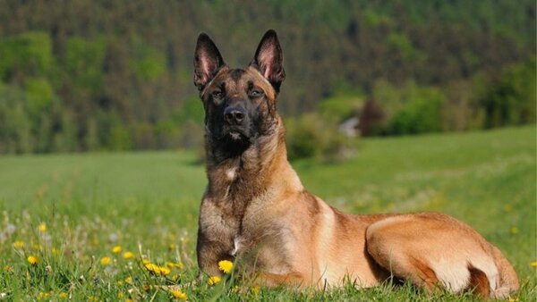 Cần cho Malinois tham gia nhiều hoạt động ngoài trời