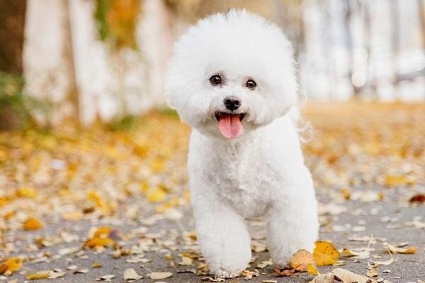 Những chú chó Bichon có vẻ ngoài đáng yêu