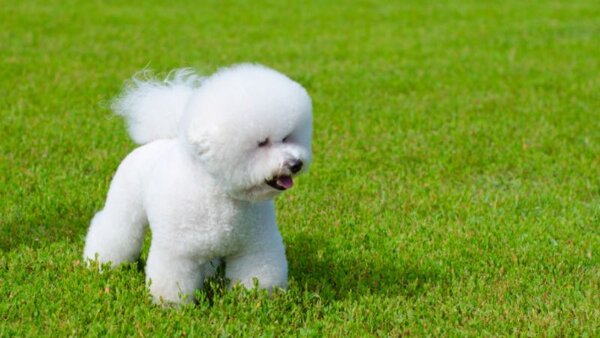 Một số vấn đề thường gặp của Bichon