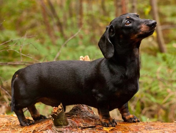 Chó Dachshund
