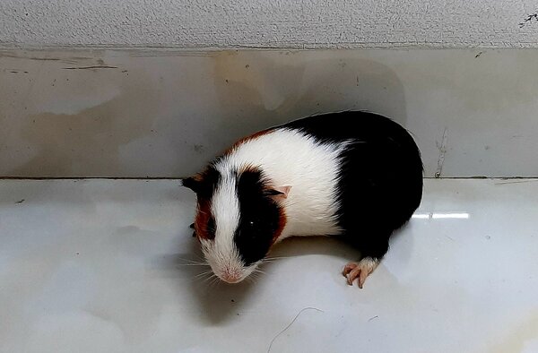 Cách nuôi chuột lang sinh sản