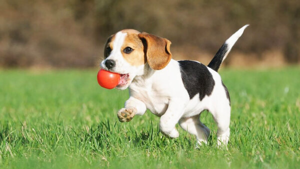 Beagle là giống chó thông minh và hoạt bát