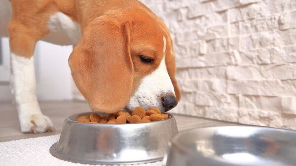 Thức ăn cho Beagle