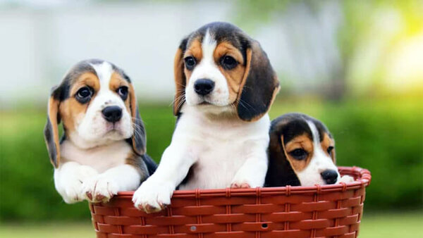 Vệ sinh cho chúng hàng ngày để Beagle luôn sạch sẽ