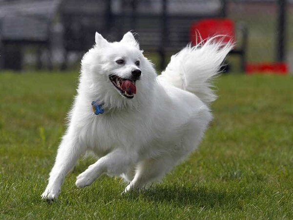 Eskimo tình cảm và hoạt bát