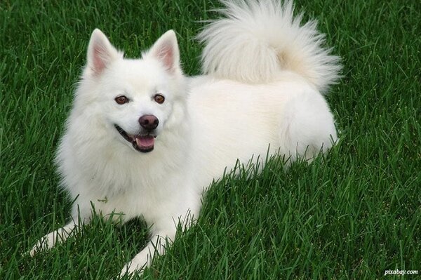 Eskimo cảm thấy thoải mái trong không gian đủ rộng để chúng hoạt động