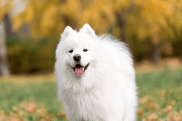 Giá bán chó Eskimo hiện nay