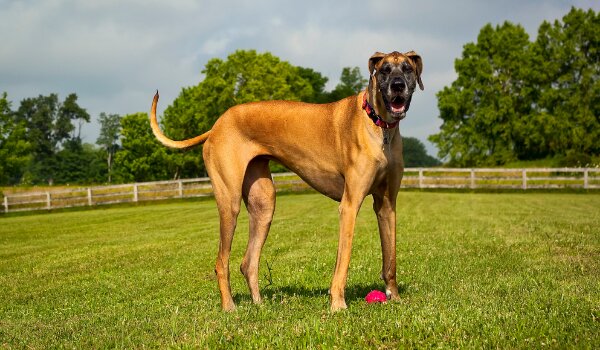 Cách chăm sóc sức khỏe cho chó Great Dane
