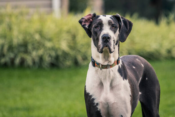 Chó Great Dane giá từ vài chục đến vài trăm triệu