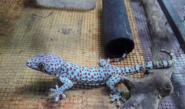 Tắc kè là một loài côn trùng nhỏ thuộc họ Cantharidae