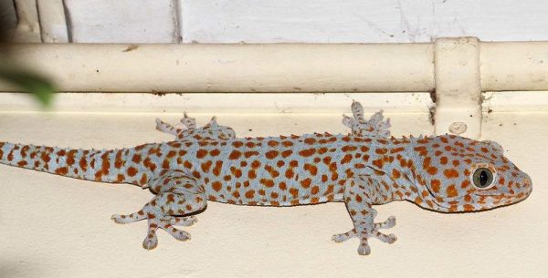 Tắc kè thường xâm nhập vào nhà để tìm kiếm thức ăn và nơi trú ngụ