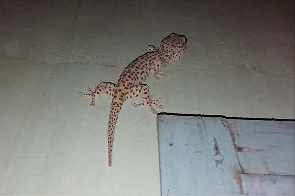 Tắc kè vào trong nhà có thể nhận biết bằng nhiều cách