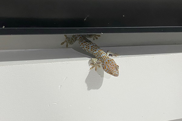 Tắc kè được xem là loài mang lại may mắn và tài lộc