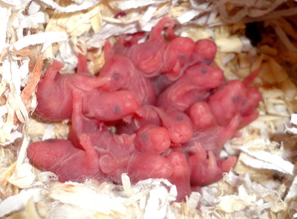 Cách nuôi chuột con mới đẻ không có mẹ