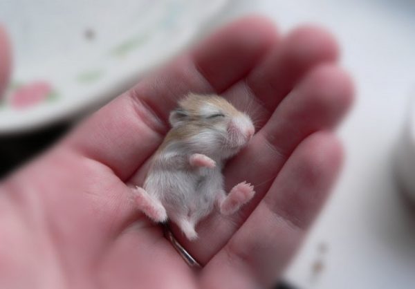 Chế độ dinh dưỡng cho chuột Hamster mẹ và con sau sinh