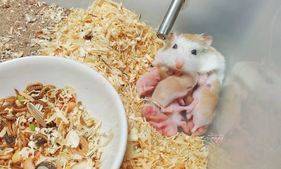 Cách chăm sóc cho chuột Hamster mẹ và con