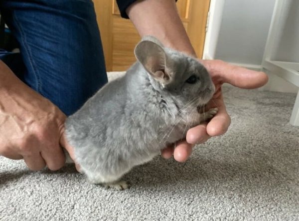Chinchilla là một loài động vật có lông mềm mịn và đáng yêu