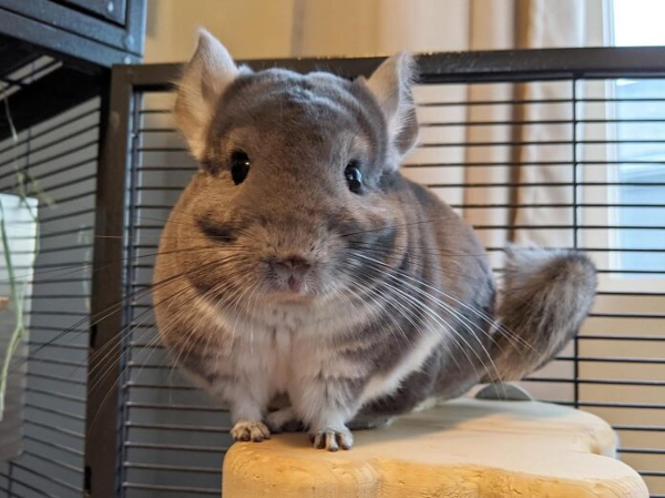 Nguồn gốc của chinchilla cũng ảnh hưởng đến giá cả
