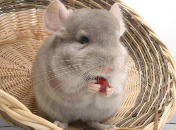 Chinchilla ăn chủ yếu là thức ăn khô như hạt, cỏ khô