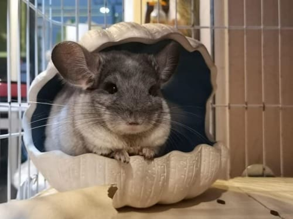 Chinchilla là một thú cưng tuyệt vời để nuôi làm cảnh