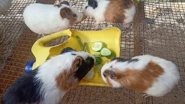 Chuột hamster có tắm được không?