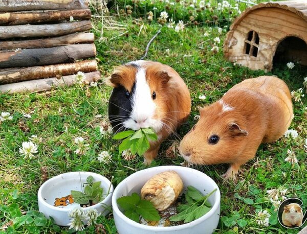 Cho chuột lang ăn trái cây