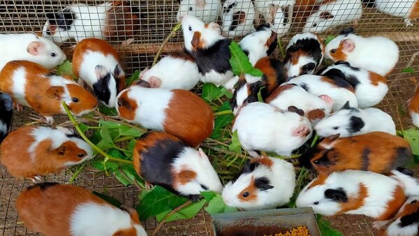 Không nên cho chuột lang ăn gì?