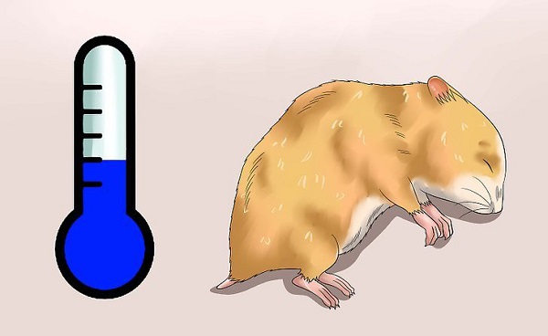 Nguyên nhân nào khiến hamster bị sốc nhiệt