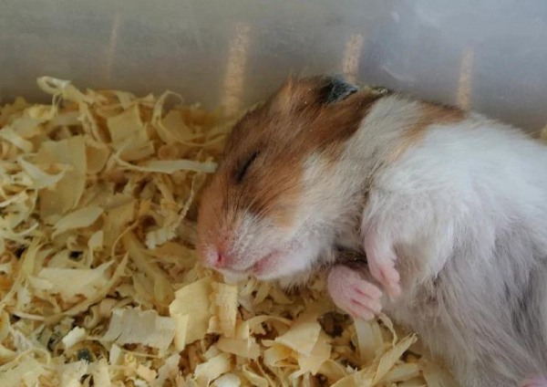Hamster bị sốc nhiệt nên điều trị ra sao?