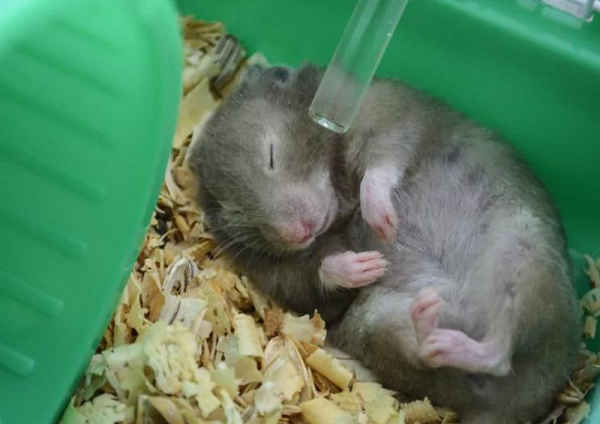 Cách phòng tránh hamster bị sốc nhiệt