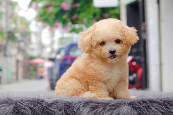 Chó Poodle là một trong những giống chó thông minh và dễ thương