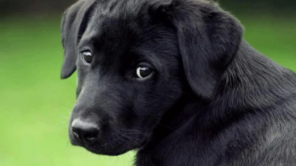 Chó mực được biết đến với trí tuệ cao và khả năng học hỏi nhanh chóng