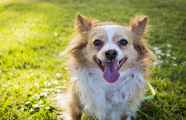 Nguồn gốc của Chihuahua lông dài xuất phát từ việc lai tạo